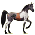 Cheval de selle Arabe Bai