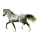 Cheval de selle Arabe Gris Pommelé