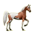 Cheval de selle Arabe Alezan
