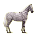 Cheval de selle KWPN Noir