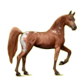 Cheval de selle Arabe Alezan