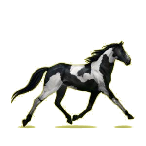 Cheval de selle Trotteur Américain Gris Clair