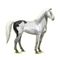Cheval de selle Isabelle
