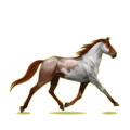 Cheval de selle Trotteur Français Bai