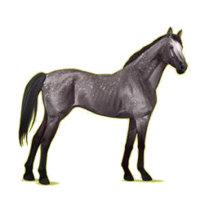 Cheval de selle Pur-Sang Anglais Gris Pommelé