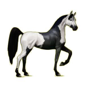 Cheval de selle Arabe Aubère