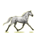 Cheval de selle Trotteur Orlov Noir