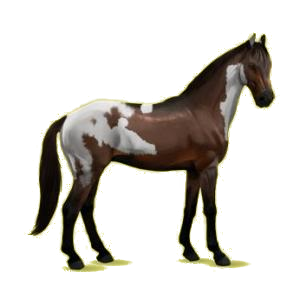 Cheval de selle Selle Français Bai