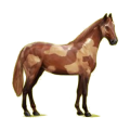 Cheval de selle Hanovrien Alezan