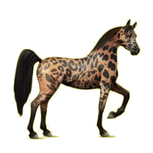 Cheval de selle Arabe Gris Clair