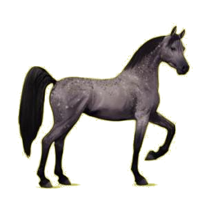 Cheval de selle Arabe Gris Pommelé