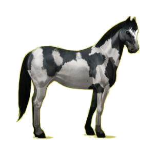 Cheval de selle Paint Horse Pie Tobiano Gris Pommelé