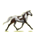 Cheval de selle Trotteur Américain Noir