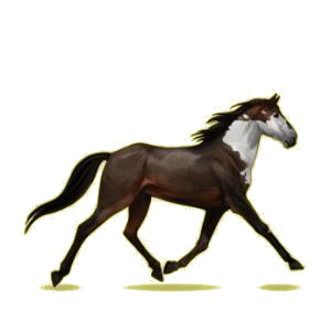 Cheval de selle Trotteur Français Bai Brûlé