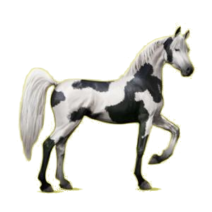 Cheval de selle Arabe Rouan