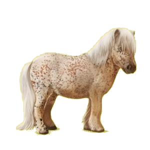 Poney Shetland Noir