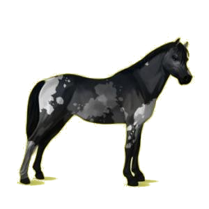 Poney Français de Selle Gris Souris