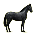 Cheval de selle Hanovrien Noir