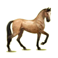 Cheval de selle Akhal-Téké Gris Pommelé