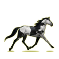 Cheval de selle Alezan