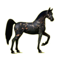 Cheval de selle Arabe Alezan