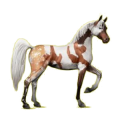 Cheval de selle Arabe Bai