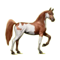 Cheval de selle Arabe Gris Pommelé