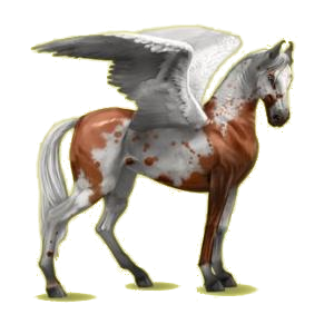 Pégase de selle Marwari Gris Clair