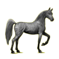 Cheval de selle Arabe Gris Clair
