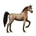 Cheval de selle Arabe Gris Pommelé