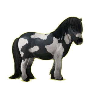 Poney Shetland Gris Pommelé