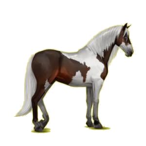 Cheval de selle Paso Péruvien Bai Cerise