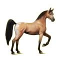 Cheval de selle Arabe Gris Pommelé