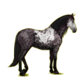 Cheval de selle Lipizzan Gris Clair