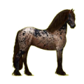 Cheval de selle Frison Noir