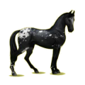 Cheval de selle Marwari Noir