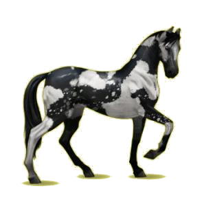 Cheval de selle Akhal-Téké Bai Brûlé