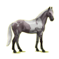 Cheval de selle Anglo-Arabe Gris Souris