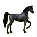 Cheval de selle Noir