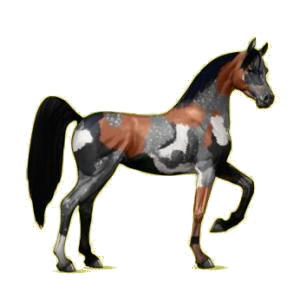 Cheval de selle Arabe Gris Clair