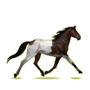 Cheval de selle Trotteur Américain Bai Brûlé