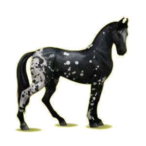 Cheval de selle Marwari Noir