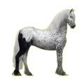 Cheval de selle Frison Noir