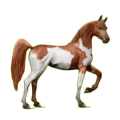 Cheval de selle Arabe Alezan