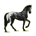 Cheval de selle Akhal-Téké Bai