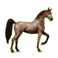 Cheval de selle Arabe Gris Pommelé