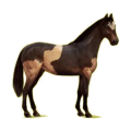 Cheval de selle Hanovrien Bai Cerise