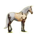 Cheval de selle Lipizzan Bai