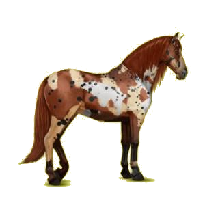 Cheval de selle Paso Péruvien Noir