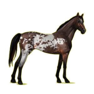 Cheval de selle Pur-Sang Anglais Aubère